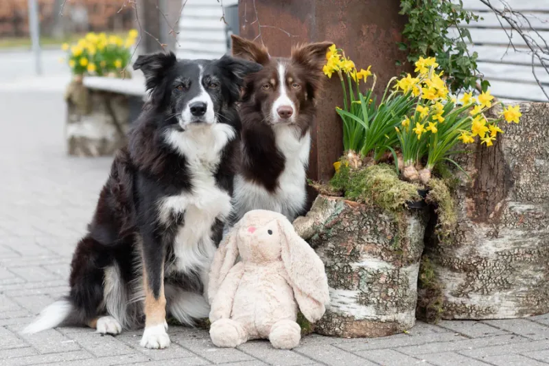 Preview: Hase Plüschtier für Hunde